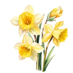 yellow Narcissus ,illustration watercolor celebrated in art and literature, different cultures, ranging from death to good fortune, and as symbols of spring.