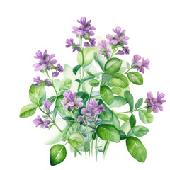 Oregano (Yes, it has small flowers!) ,illustration watercolor 