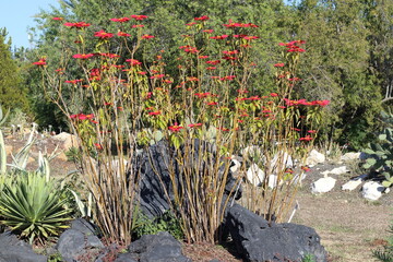 Euphorbia pulcherrima, or noche buena, is a species of flower indigenous to Mexico and Central America