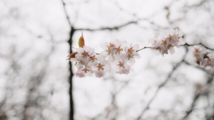 cherry blossom branch with flowers closeup