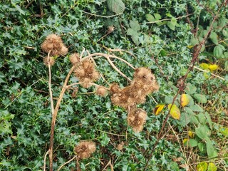 a dead thistle's spotlight