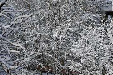 Trees in winter. the branches are covered with snow. Winter background. thick snow-covered crown