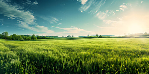 Green Field under Clear Blue Sky with Copy Space Panorama - obrazy, fototapety, plakaty