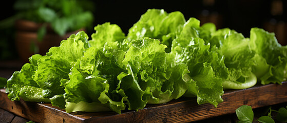 Fresh ?risp, lively lettuce showcased in a rustic setting. - obrazy, fototapety, plakaty