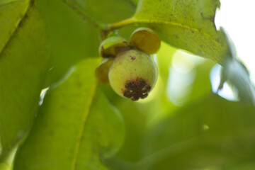 mangosteen fruit that is still unripe and green