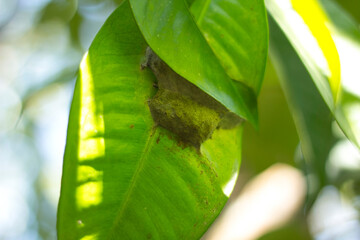 an ant house in a leaf branch