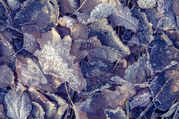 plant covered with snow in winter, frozen icy foliage, fallen snow, frost and precipitation, freezing rain