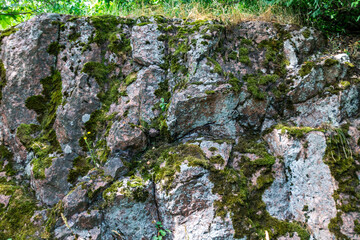 Natural green flies moss growing in nature rock close up macro selective