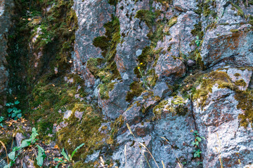 Natural green flies moss growing in nature rock close up macro selective