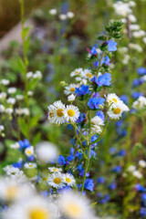 Blooming flowers of an daisy chamomile plant on a bright warm sunny day