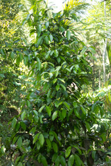 a mangosteen tree that is still a child