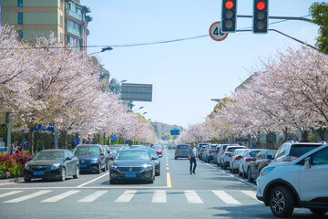 Jingao Road, Pudong New Area, Shanghai-Urban cherry blossom trees and urban roads