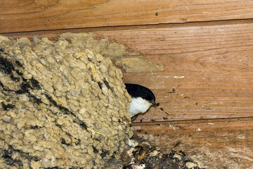 Mehlschwalben in ihrem Nest