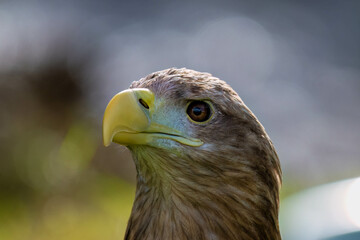 Eagle's head 