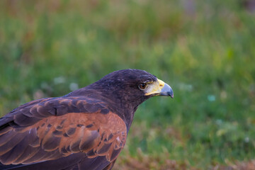 Bird of prey 
