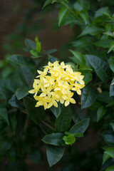 close up of beautiful Ixora chinensis flowers in the garden