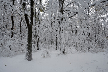 Fototapeta premium Winter view of South Park in city of Sofia, Bulgaria