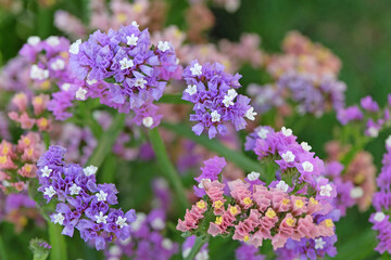 Purple Limonium platyphyllum, also called Sea Lavender, marsh rosemary, or statice, in flower.