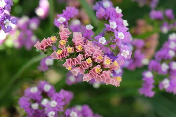 Pink Limonium platyphyllum, also called Sea Lavender, marsh rosemary, or statice, in flower.