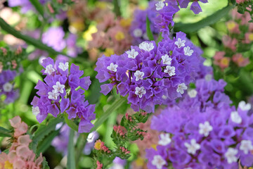 Obraz premium Purple Limonium platyphyllum, also called Sea Lavender, marsh rosemary, or statice, in flower.