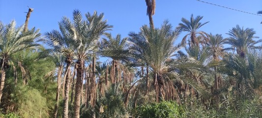 Date palms in the oasis city of Tozeur Tunisia