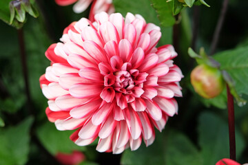 Red and white semi double decorative dahlia 'Pacific Time' in flower.
