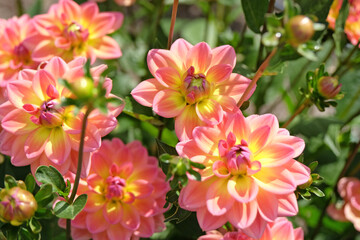 Fototapeta na wymiar Coral pink and yellow decorative dahlia 'Pacific View' in flower.