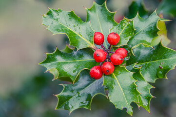 Holly tree. The contrast between red and green berries standing out against the green surroundings.