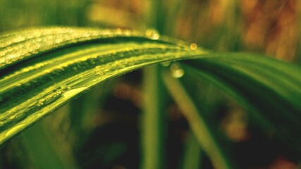 Dew drops isolated on sugarcane leaf in farm sunset