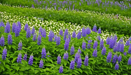 field of purple flowers