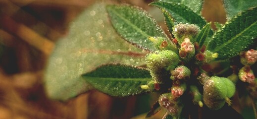 Closeup of morning dew drops on leaves of Euphoria heterophylla