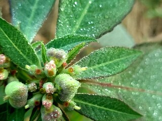 Seeds of euphoria heterophylla with dew droplets in the morning