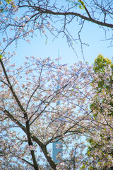 Pudong New Area, Shanghai-urban architecture against the backdrop of cherry blossoms