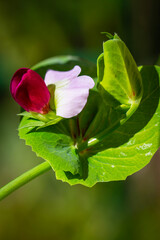 close up of a pink flower