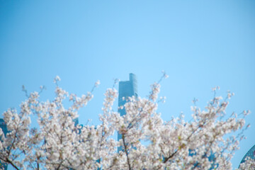 Pudong New Area, Shanghai-urban architecture against the backdrop of cherry blossoms