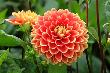 Red and yellow decorative Dahlia 'Bettina Verbeek'  in flower.
