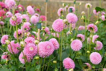 Soft pink pompon ball dahlia 'Eye Candy' in flower.
