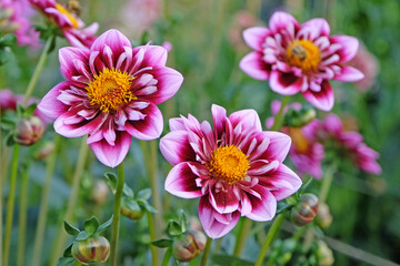 Pink and purple collarette Dahlia 'Liquid Desire' in flower.