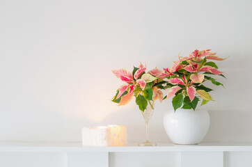 pink poinsettia in white ceramic pot  with burning candles  on white background