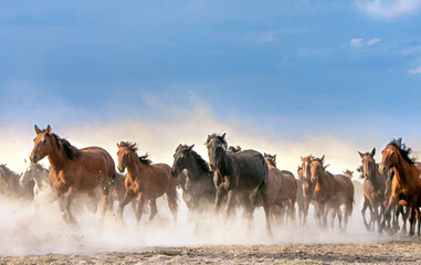 Fototapeta na wymiar The dust kicked up by hundreds of wild horses in arid lands witnessed interesting scenes.
