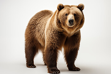 a brown bear standing on a white background - obrazy, fototapety, plakaty