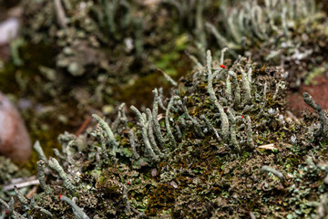 lipstick powderhorn lichen
