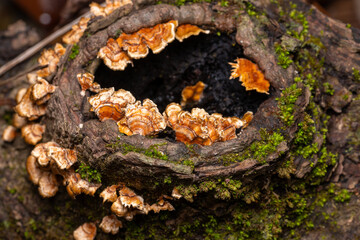 crowded parchment mushrooms
