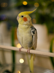 Yellow cockatiel parrot.Cute cockatiel.Home pet parrot.The best cockatiel.Beautiful photo of a bird.Ornithology.Funny parrot.Cockatiel parrot.
Home pet yellow bird.Beautiful feathers.Love for animals