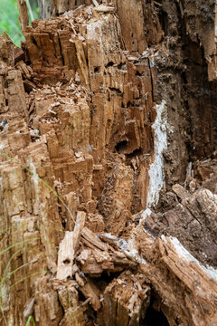tree trunk eaten by termites