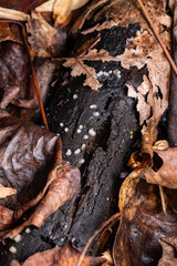 helicogloea compressa fungus