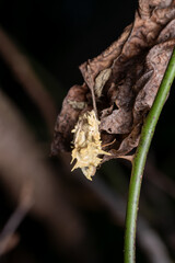akanthomyces fungi on a moth