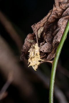 akanthomyces fungi on a moth