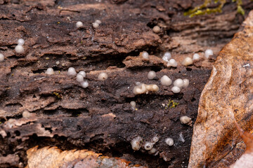 helicogloea compressa fungi