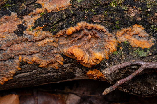 wrinkled crust fungi